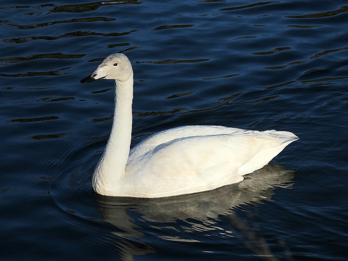 Whooper Swan - ML646106706