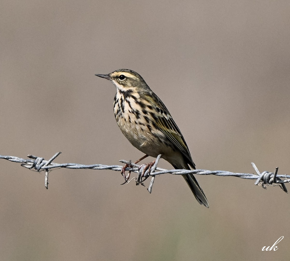 Rosy Pipit - ML646106709