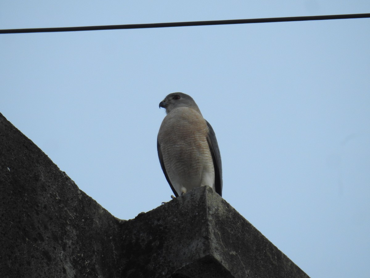 Shikra - ML646106713