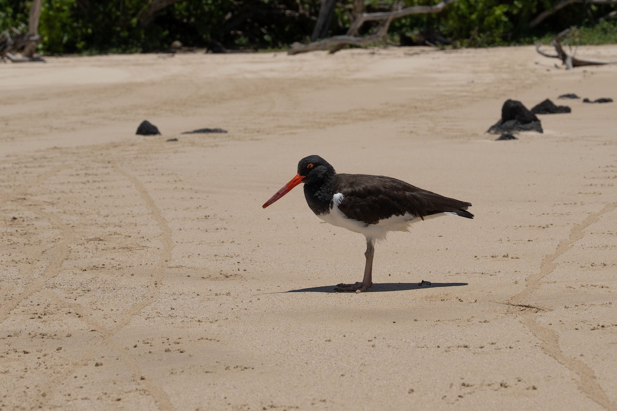 ústřičník americký - ML646106716