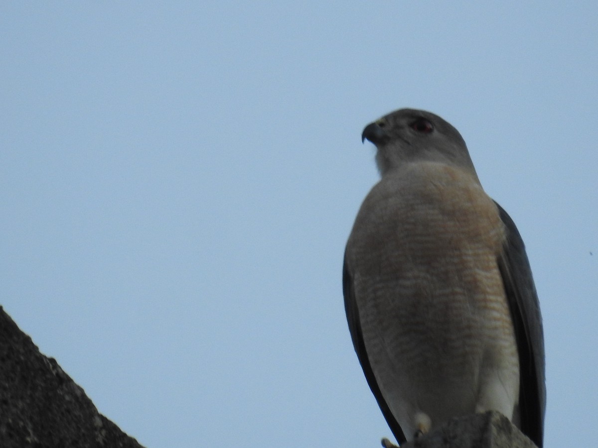 Shikra - ML646106717