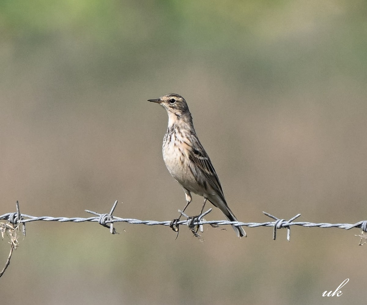 Water Pipit - ML646106718