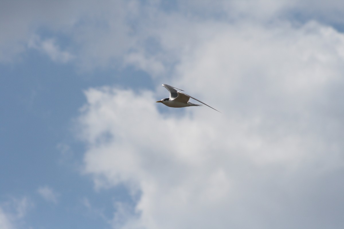 Great Crested Tern - ML646106722