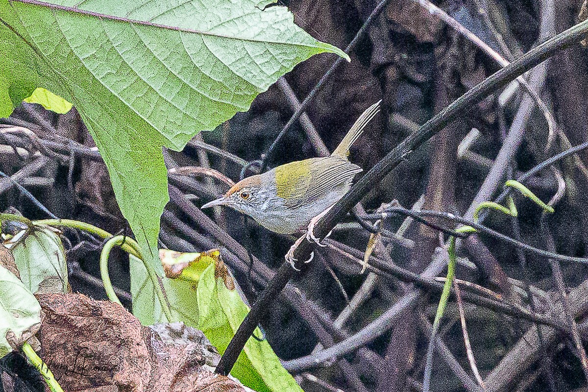 langstjertskredderfugl - ML646106730