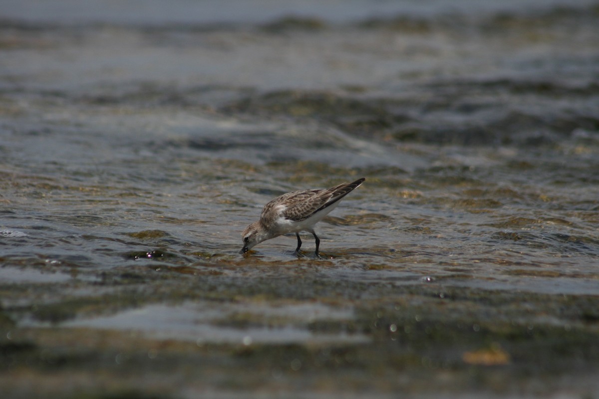 Red-necked Stint - ML646106731