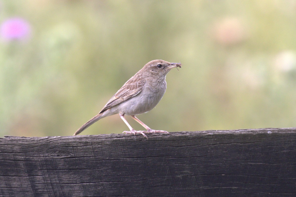 Rufous Songlark - ML646106732