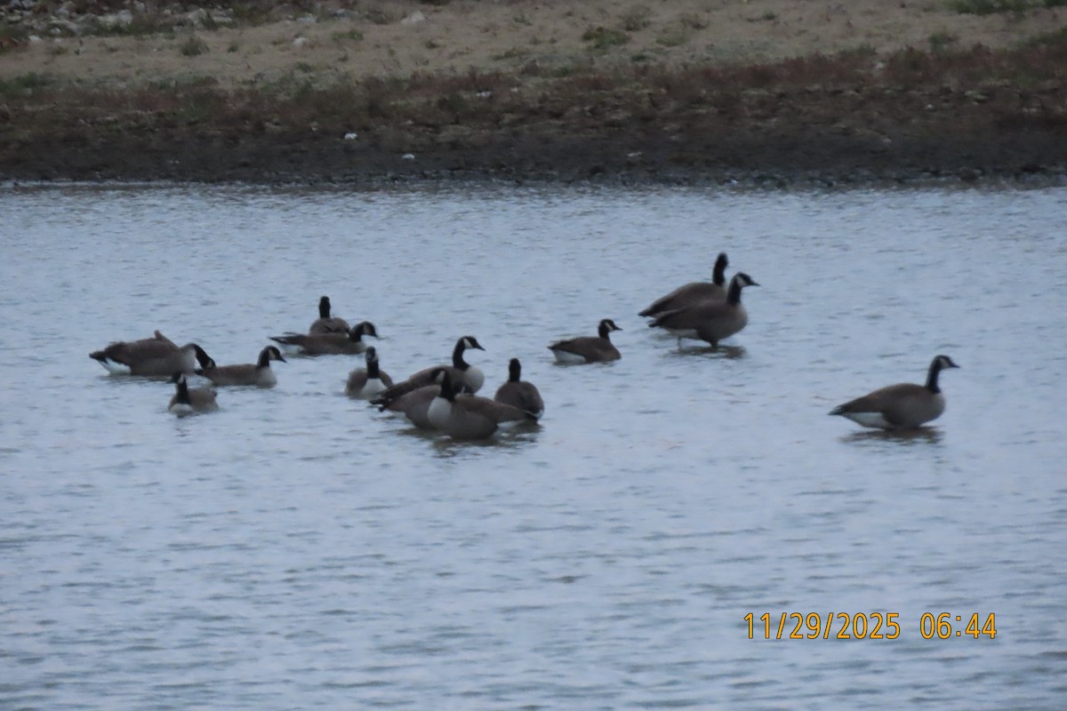 Kanadagans - ML646106733