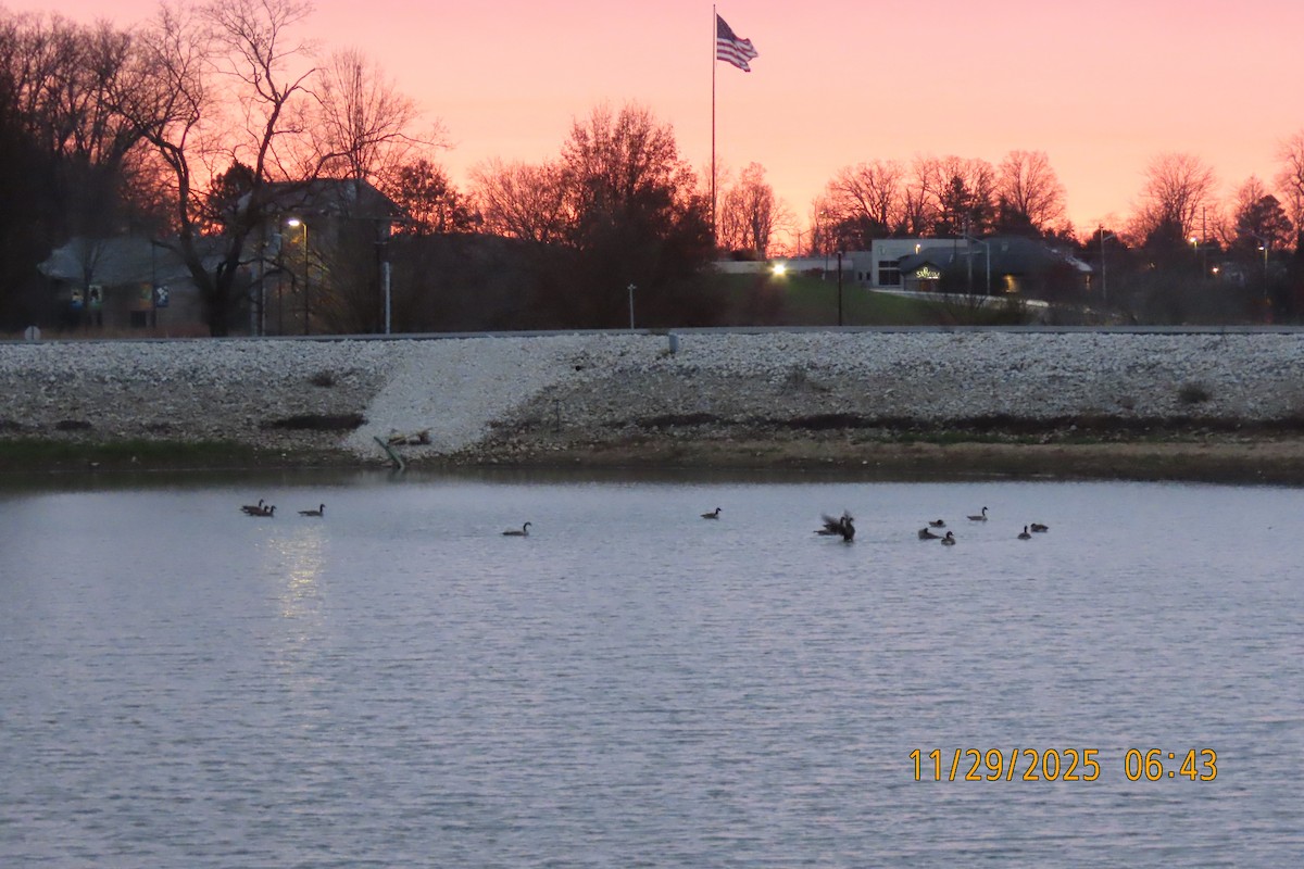 Kanadagans - ML646106735