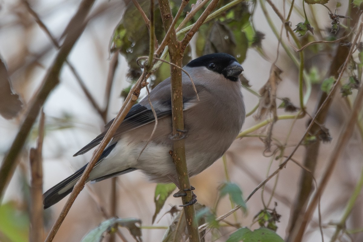 Снігур звичайний - ML646106736