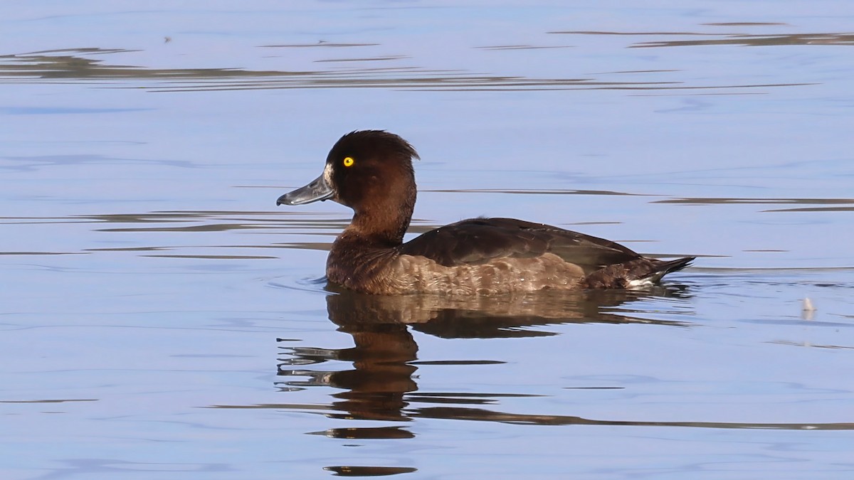 Чернь чубата - ML646106737