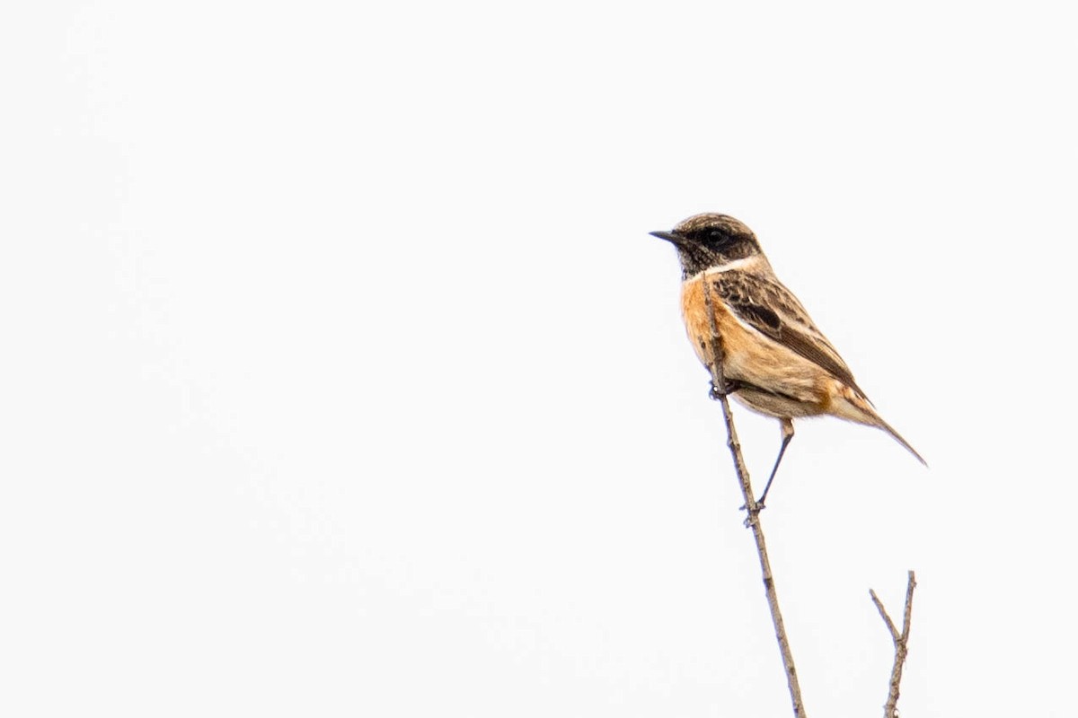 European Stonechat - ML646106739