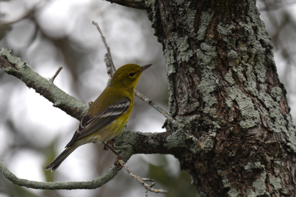 Reinita del Pinar - ML646106742