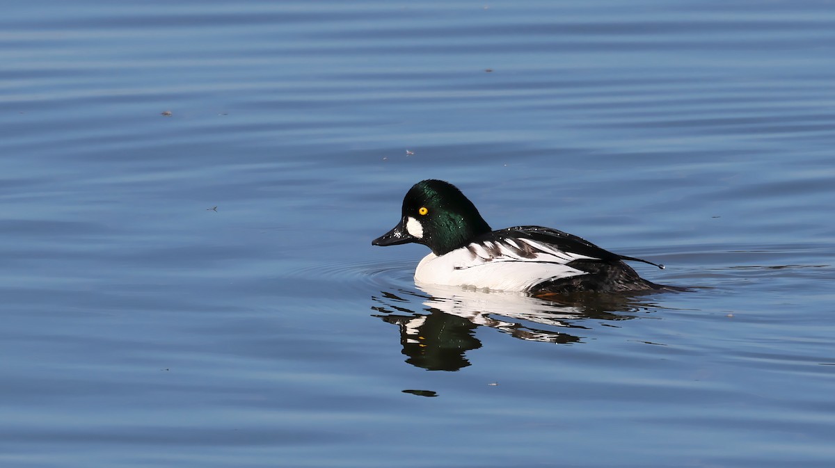 Гоголь зеленоголовий - ML646106744