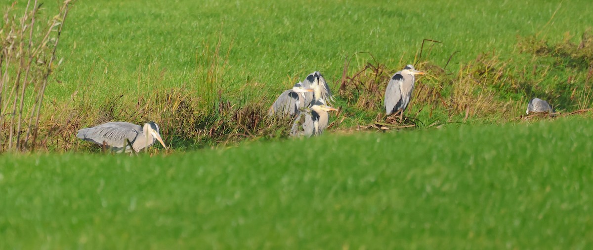 蒼鷺 - ML646106745