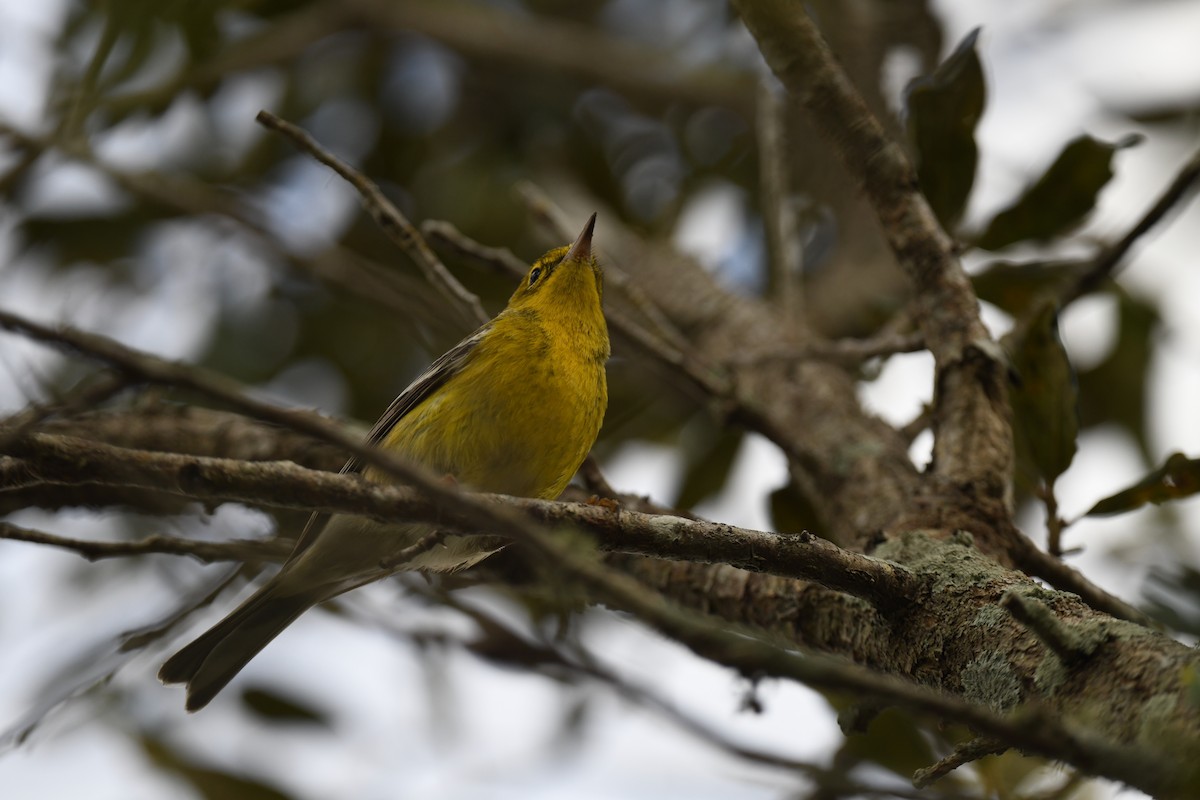 Reinita del Pinar - ML646106747