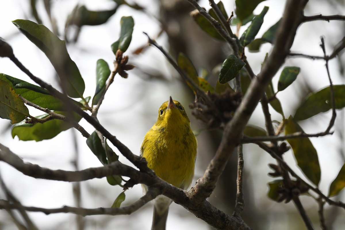 Reinita del Pinar - ML646106762