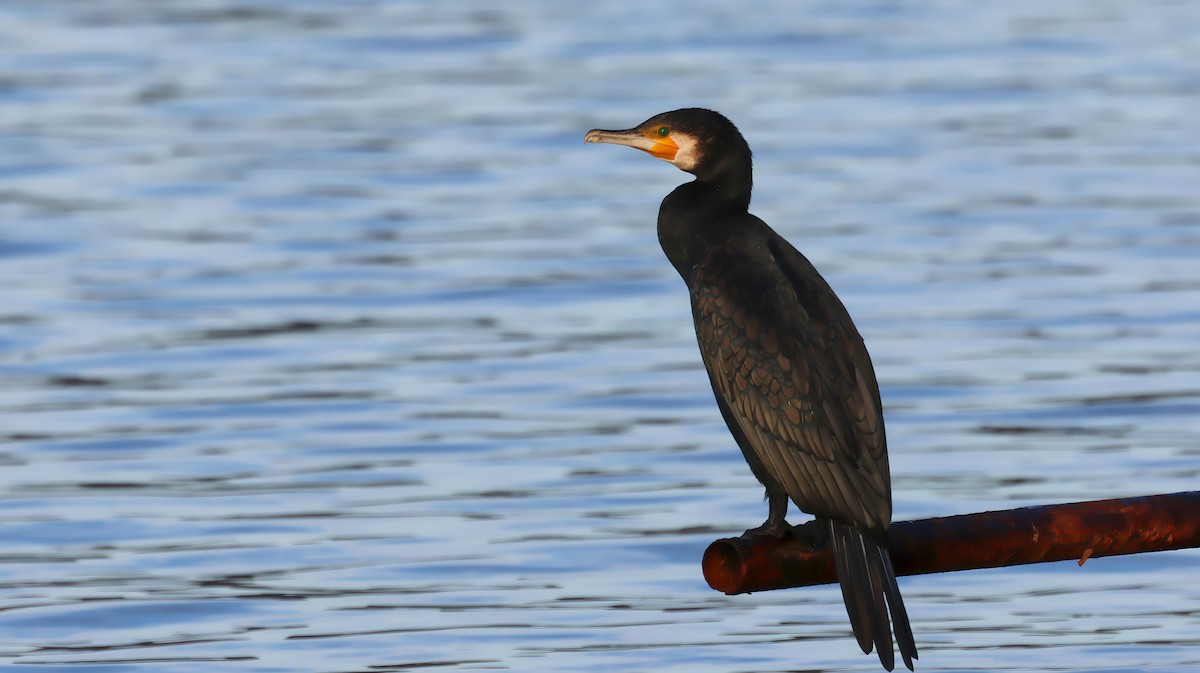 Баклан великий - ML646106774