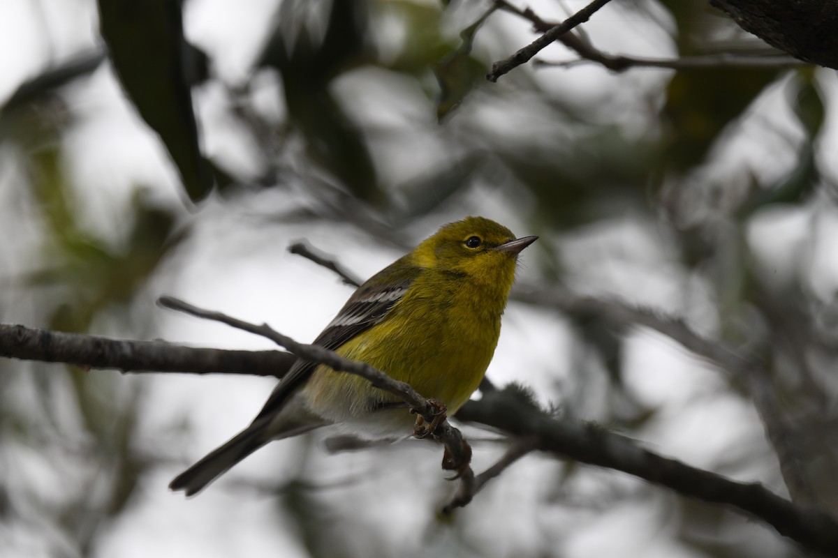 Reinita del Pinar - ML646106775