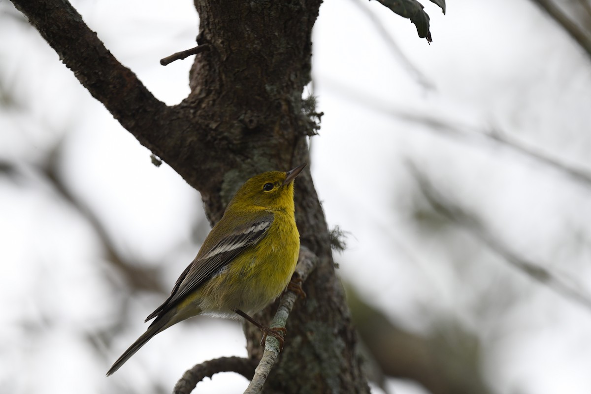 Reinita del Pinar - ML646106805