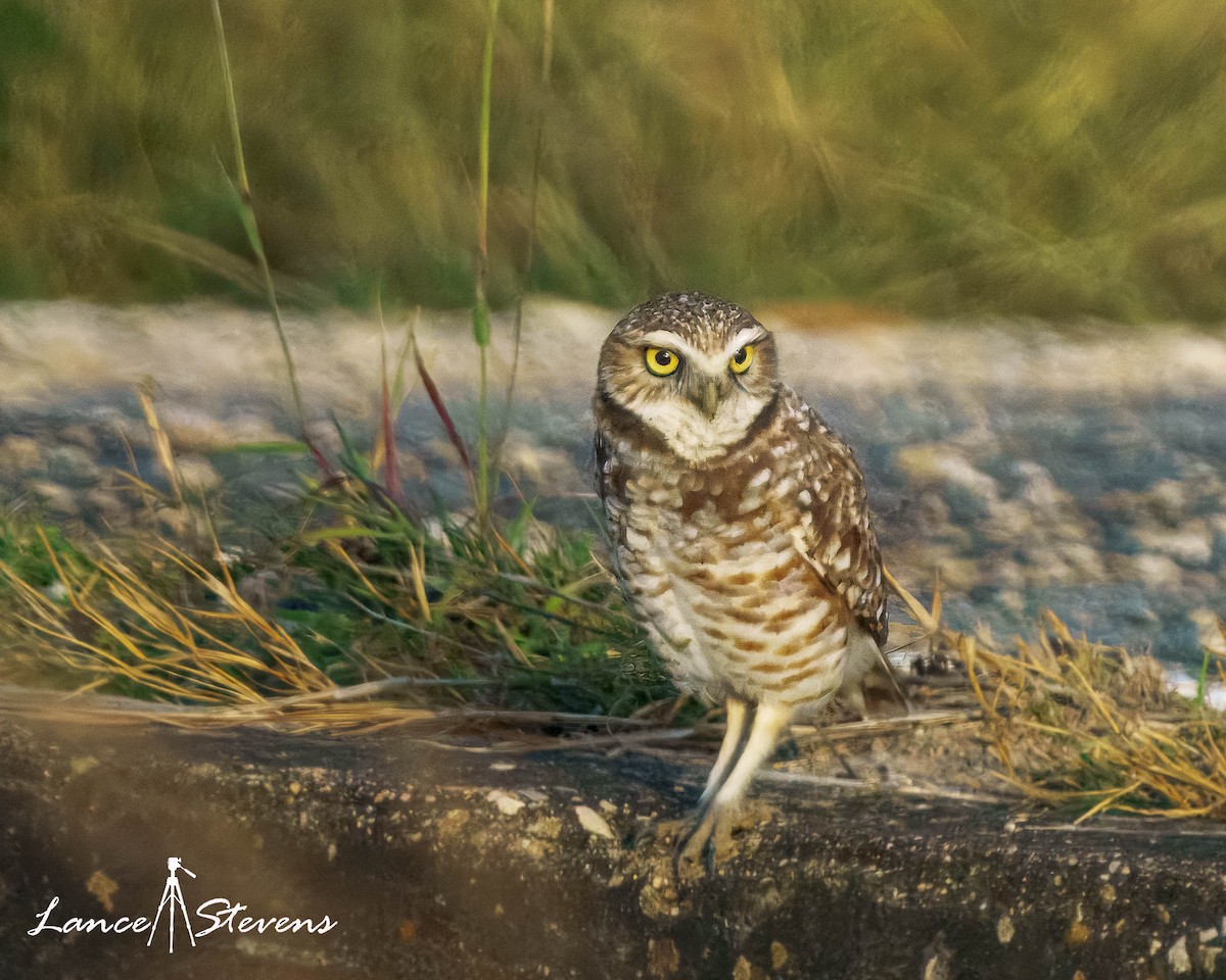 Burrowing Owl - ML646106807