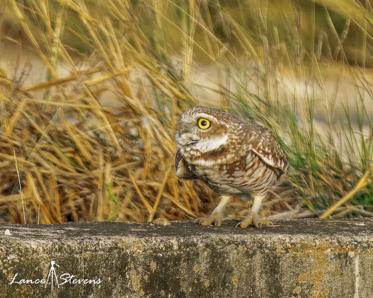 Burrowing Owl - ML646106808