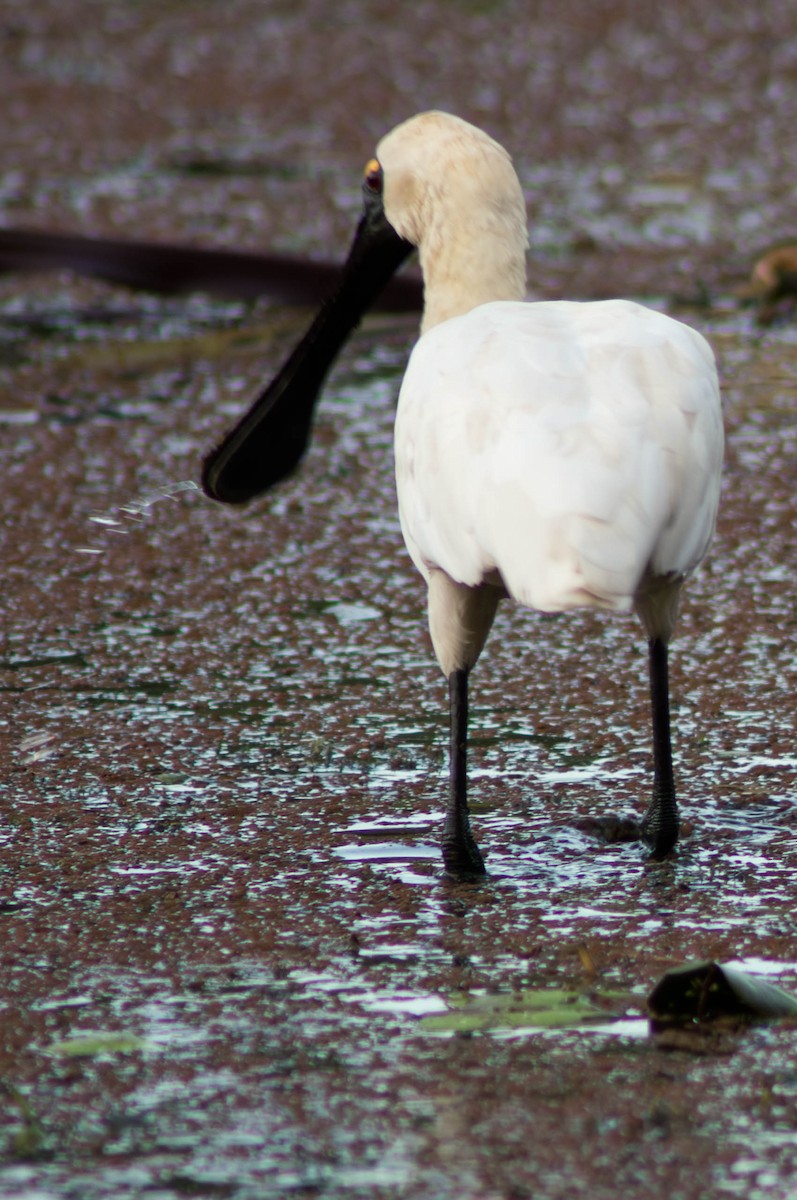 オーストラリアヘラサギ - ML646106822