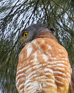 Crested Goshawk - ML646106823