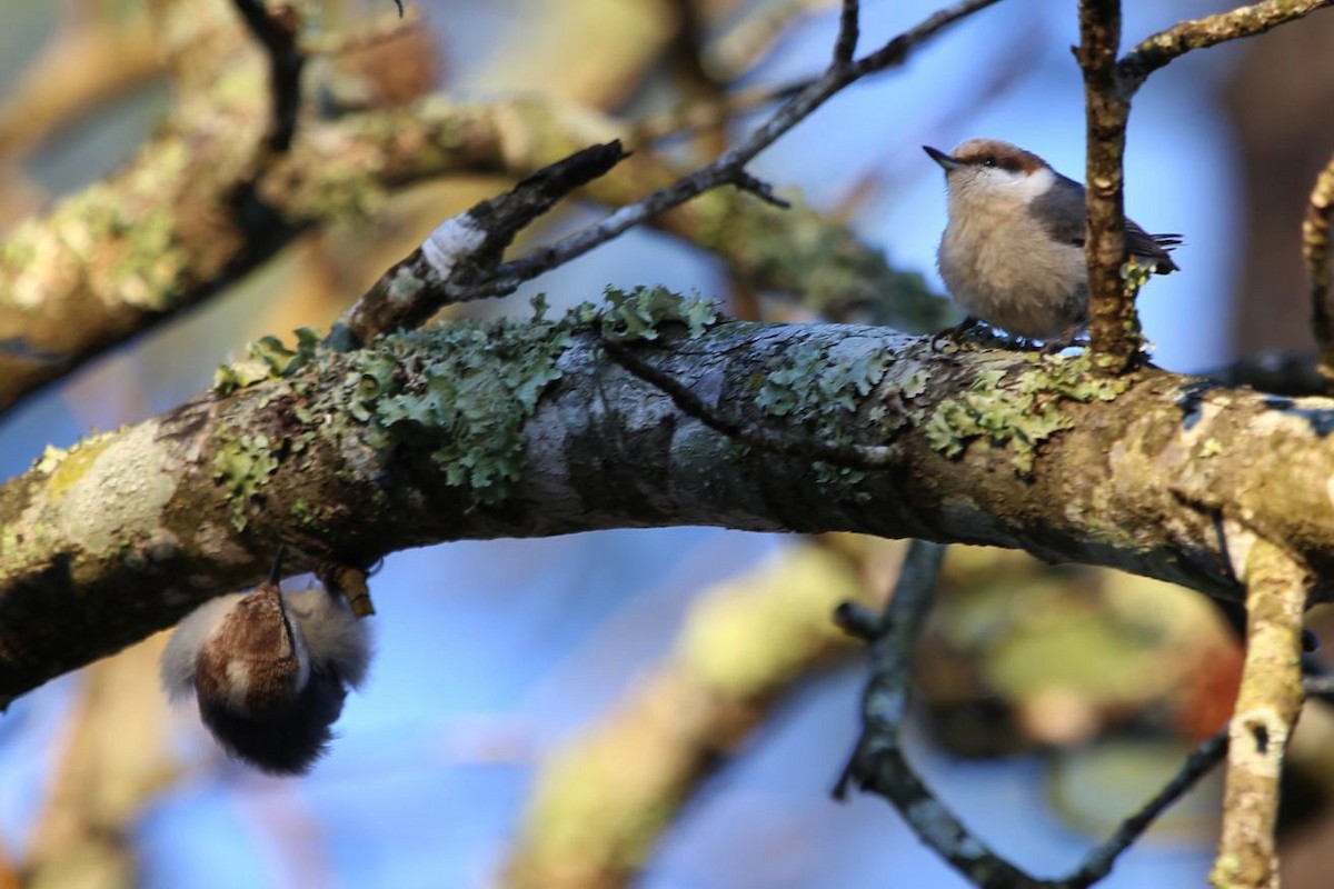 brhlík hnědohlavý - ML646106824