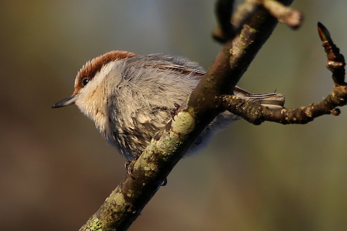 brhlík hnědohlavý - ML646106825