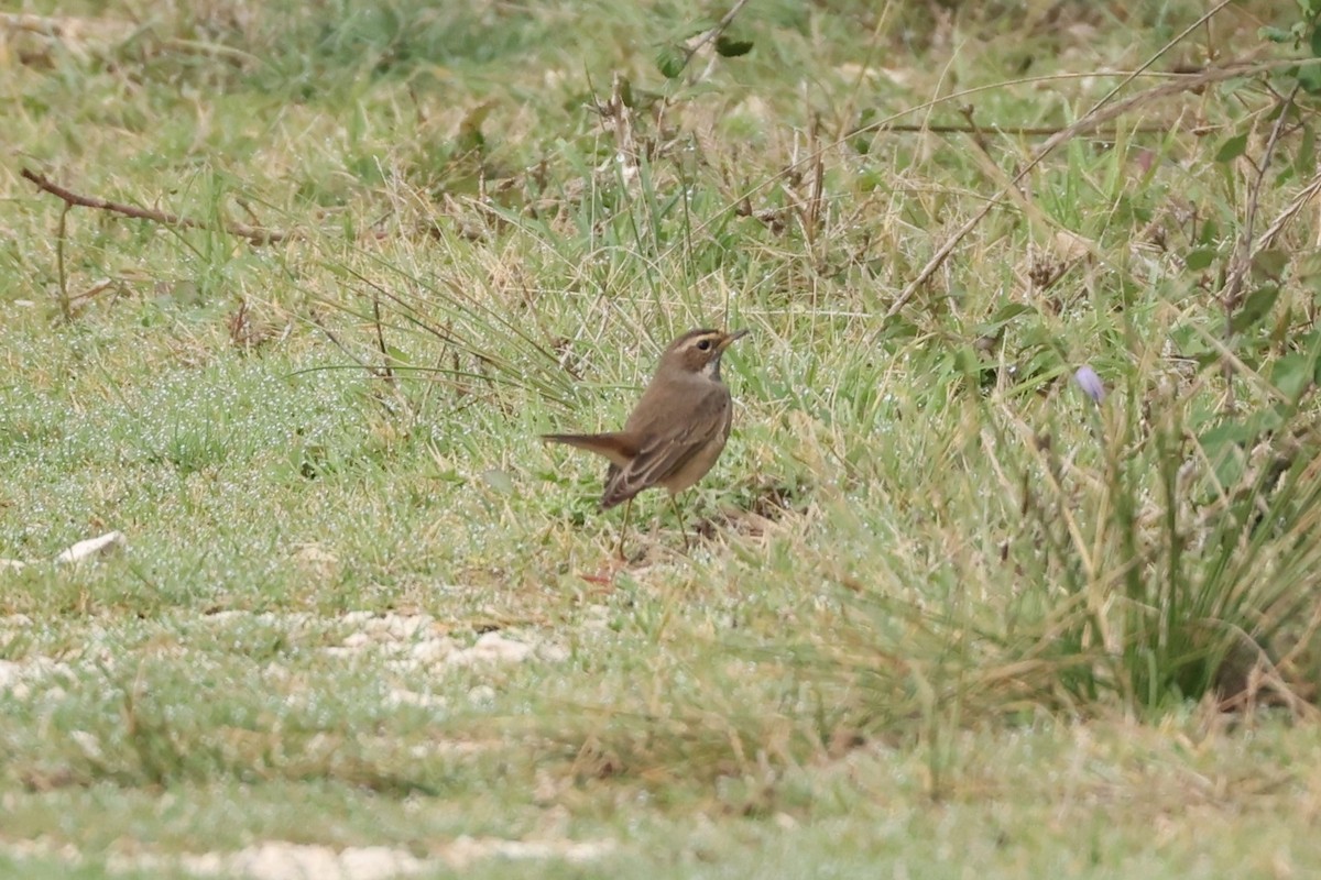 Bluethroat - ML646106832