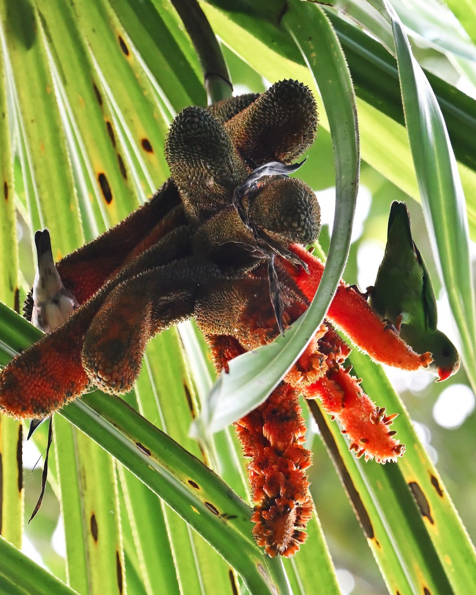 Philippine Hanging-Parrot - ML646106834