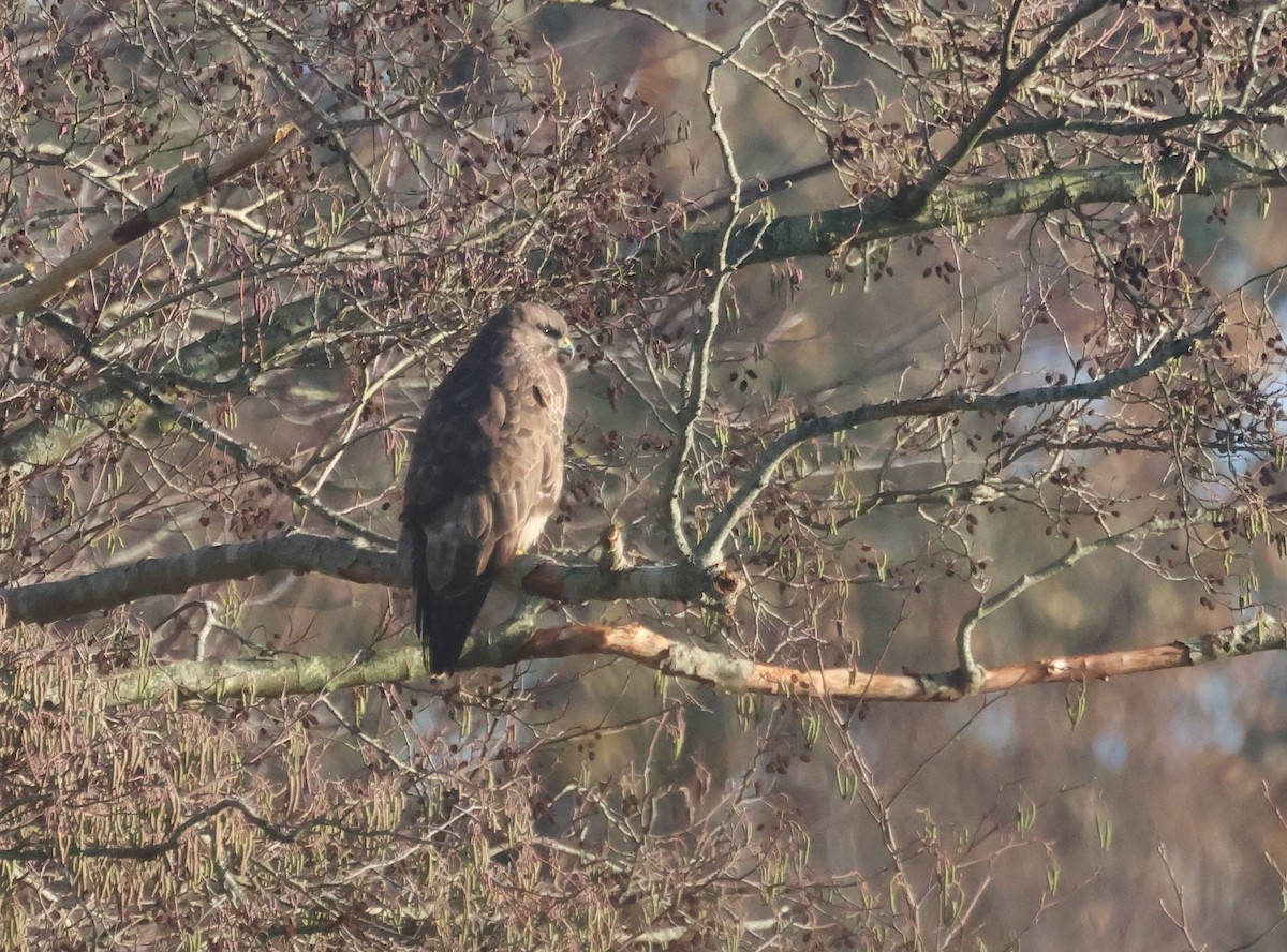 歐亞鵟 - ML646106835