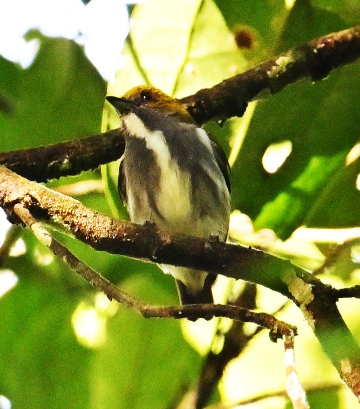 Olive-backed Flowerpecker - ML646106843