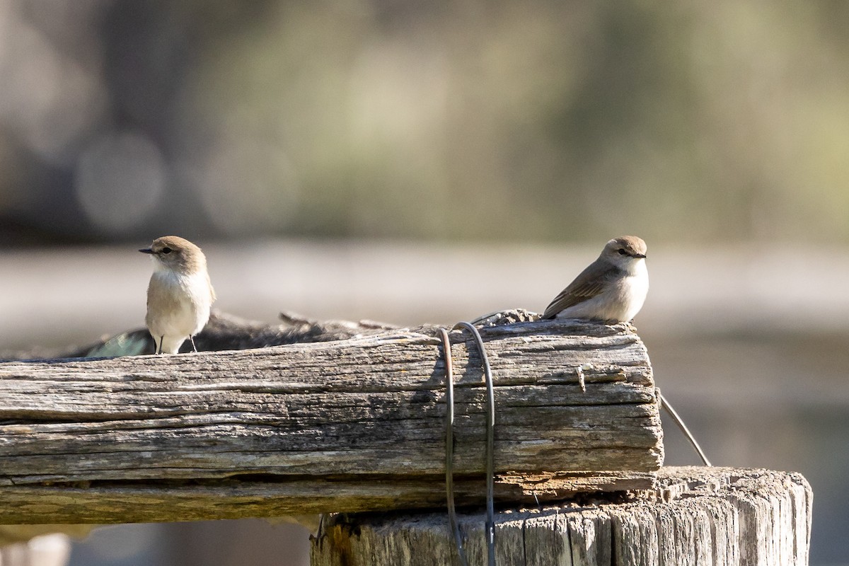 Avustalya Şakıcı Sinekkapanı - ML646106846