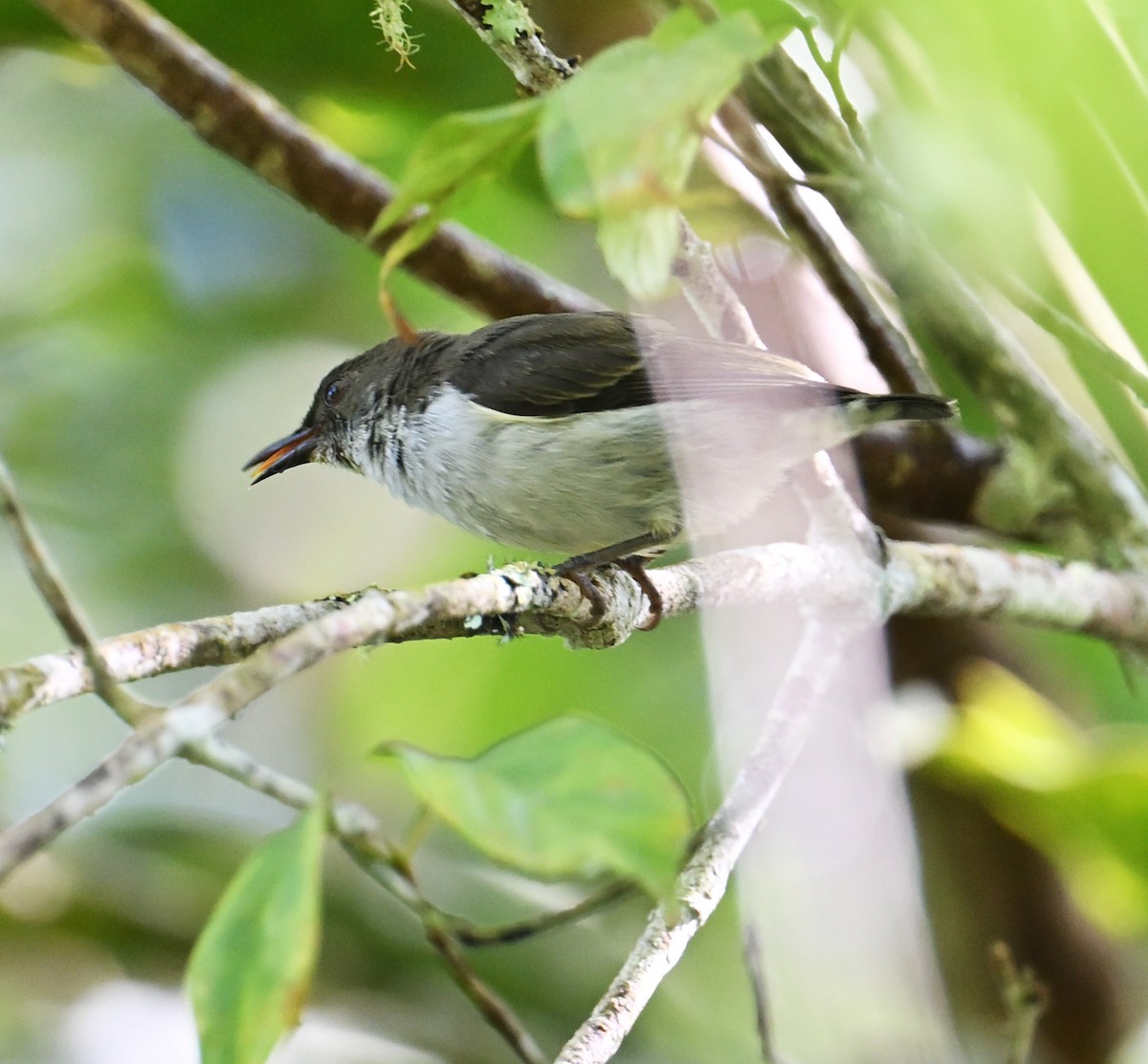 Buzzing Flowerpecker - ML646106849