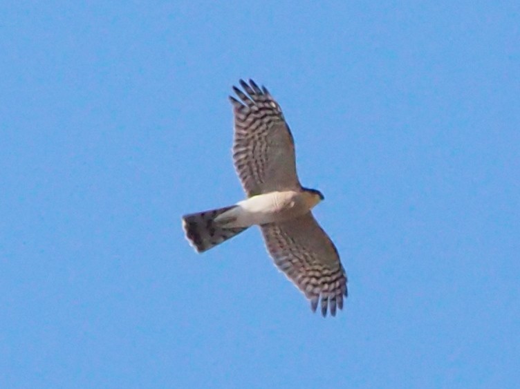 Яструб малий - ML646106856