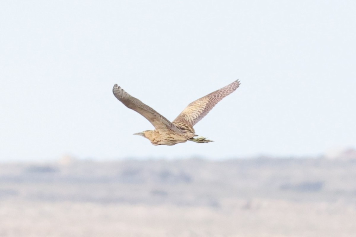 Eurasian Bittern - ML646106860
