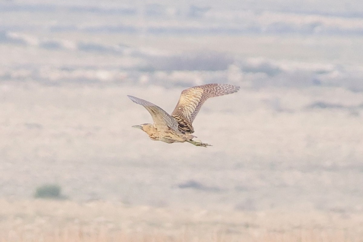 Eurasian Bittern - ML646106862
