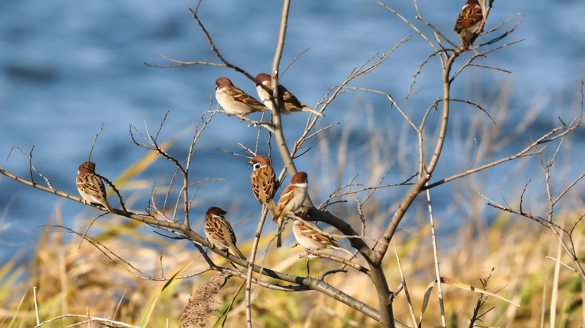 Горобець польовий - ML646106863