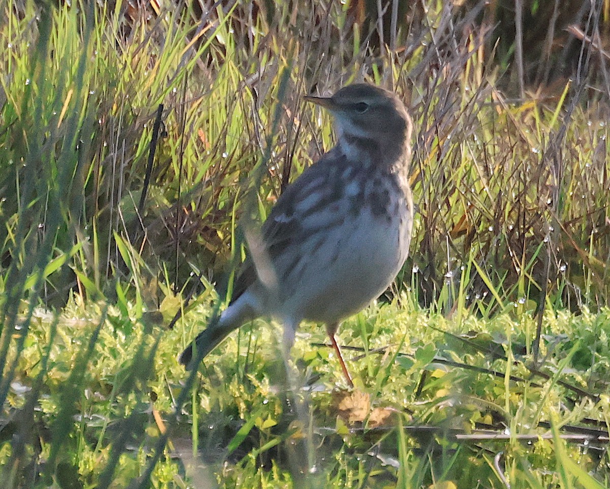 水鷚 - ML646106864