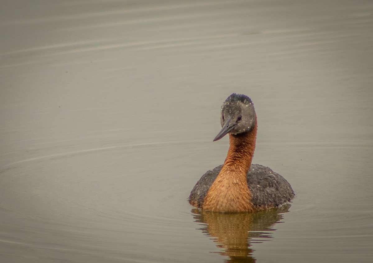 Great Grebe - ML646106869
