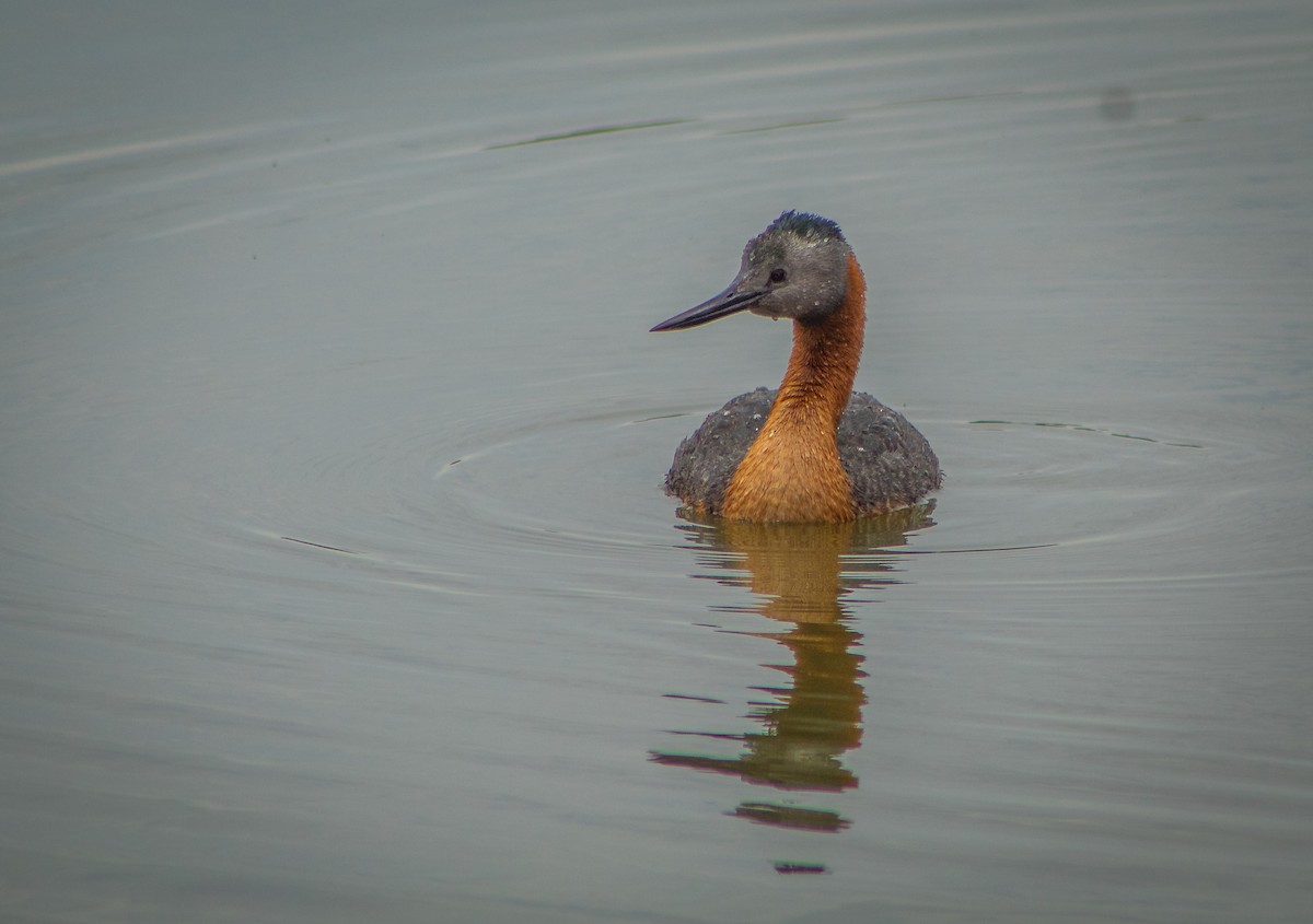 Great Grebe - ML646106870