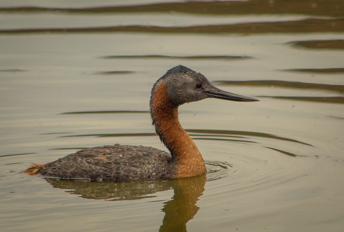 Büyük Batağan - ML646106871