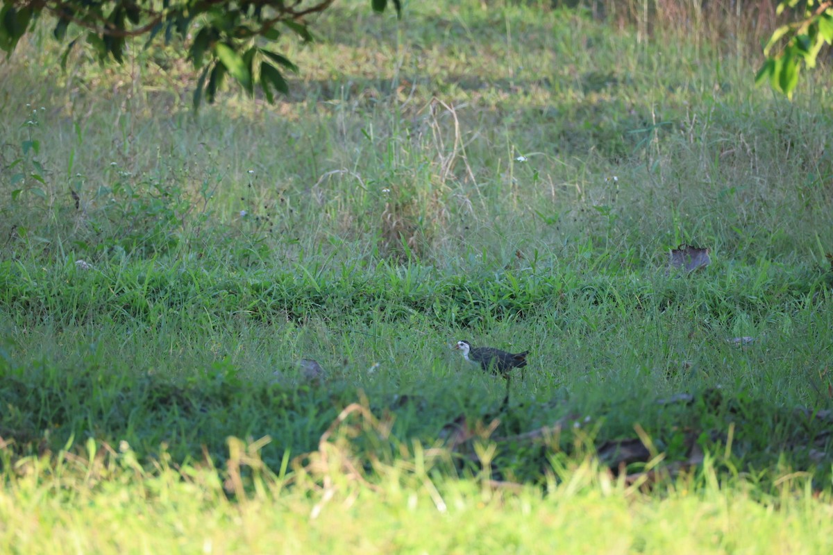 Ak Göğüslü Suyelvesi - ML646106873