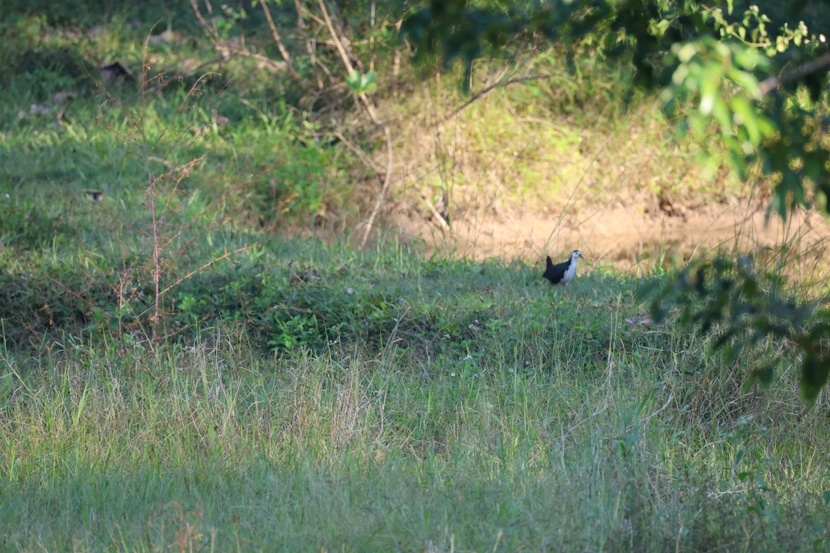 Ak Göğüslü Suyelvesi - ML646106874