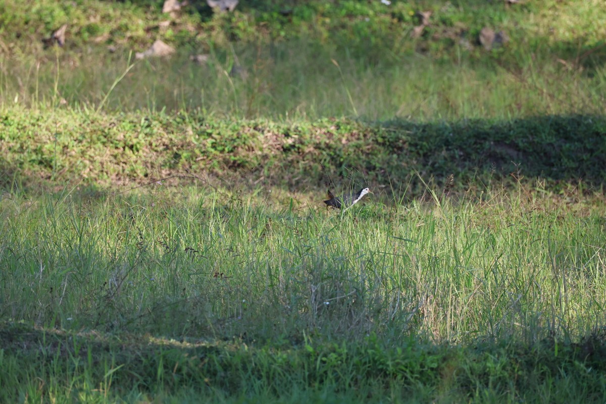 Ak Göğüslü Suyelvesi - ML646106875