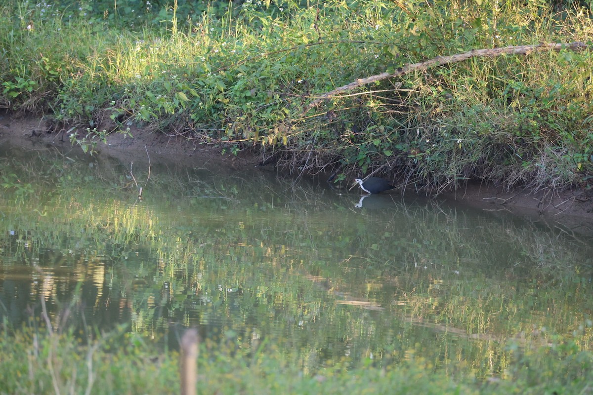 Ak Göğüslü Suyelvesi - ML646106878