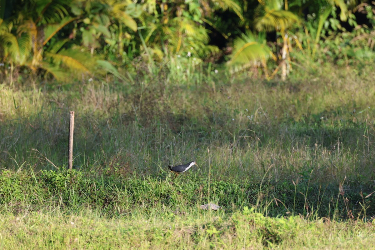 Ak Göğüslü Suyelvesi - ML646106879