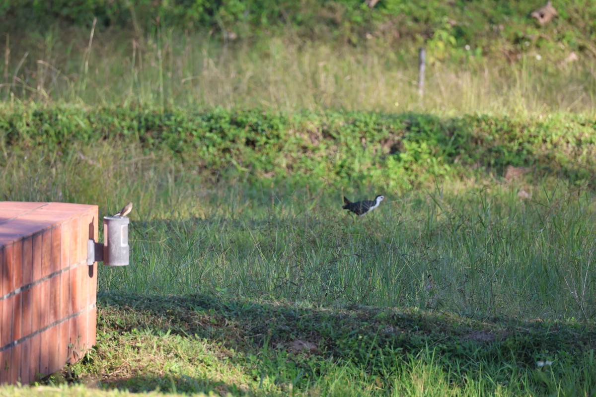 Ak Göğüslü Suyelvesi - ML646106880