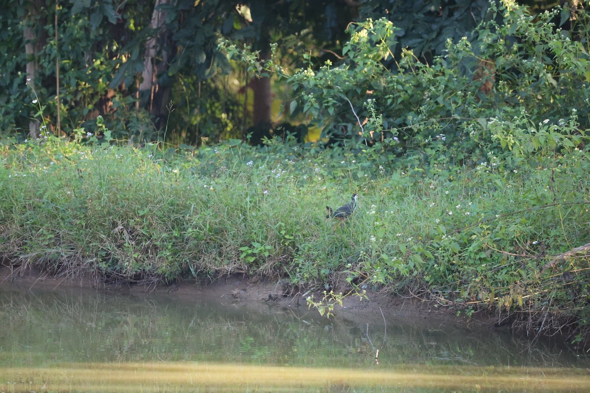 Ak Göğüslü Suyelvesi - ML646106881